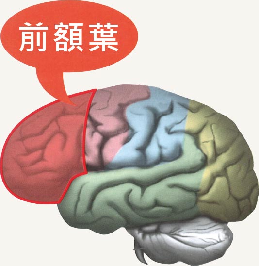 brain-course_01.jpg